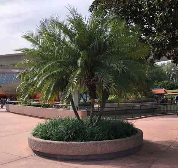 Multi Pygmy Date palm - Phoenix Roebelenii