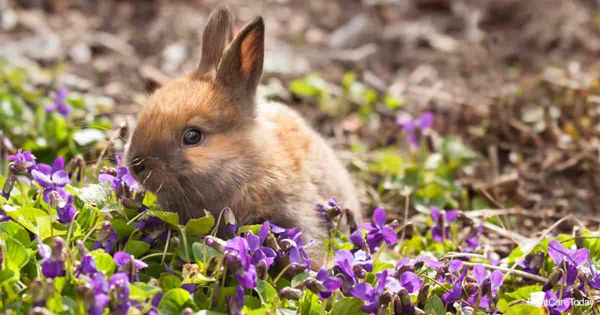 Bunny Eating Flower