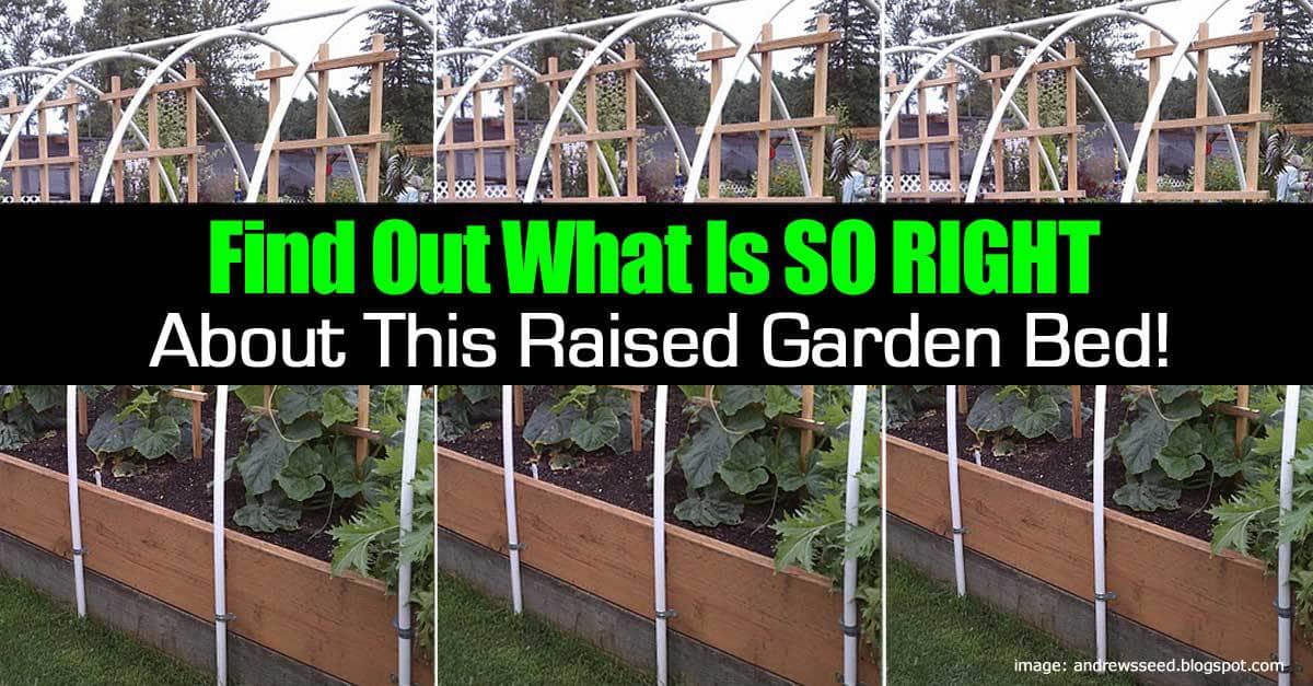 how to build a raised garden bed the right way 