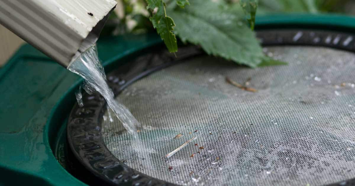 rain barrel catching water