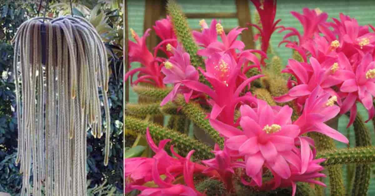 Rat Tail Cactus How To Grow Care For Aporocactus Flagelliformis