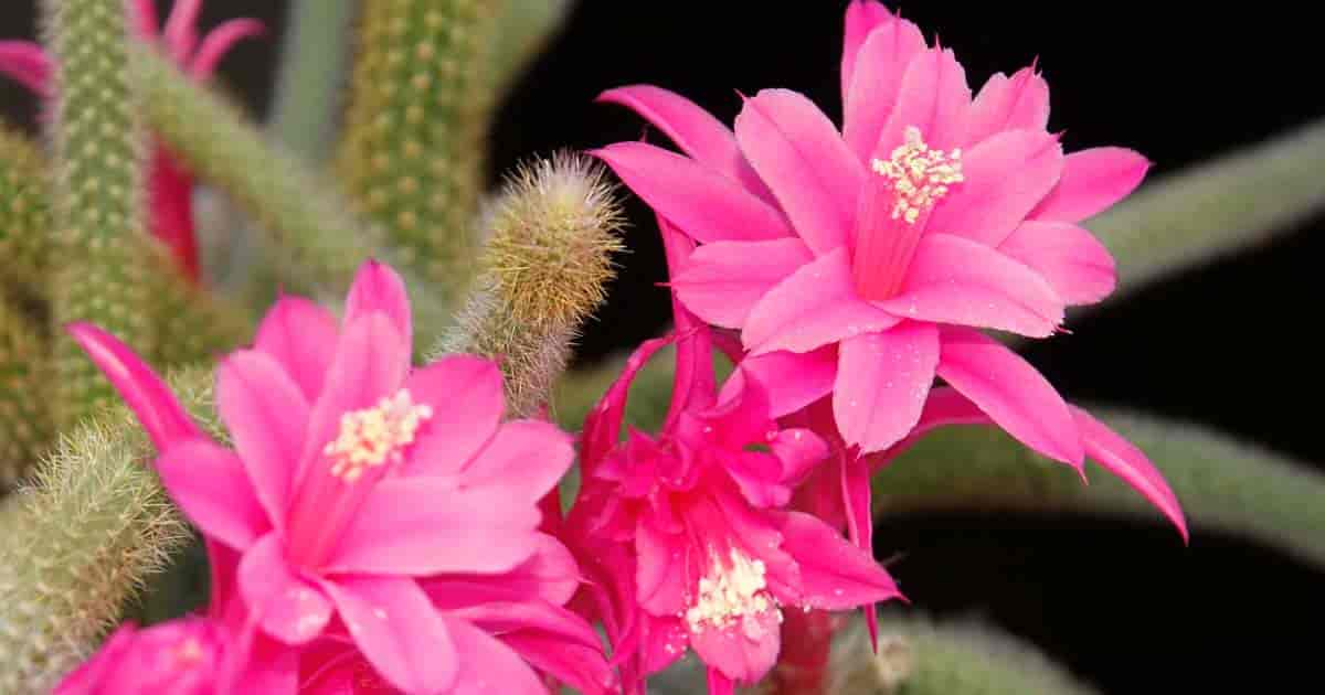 rat tail cactus flowers - aka