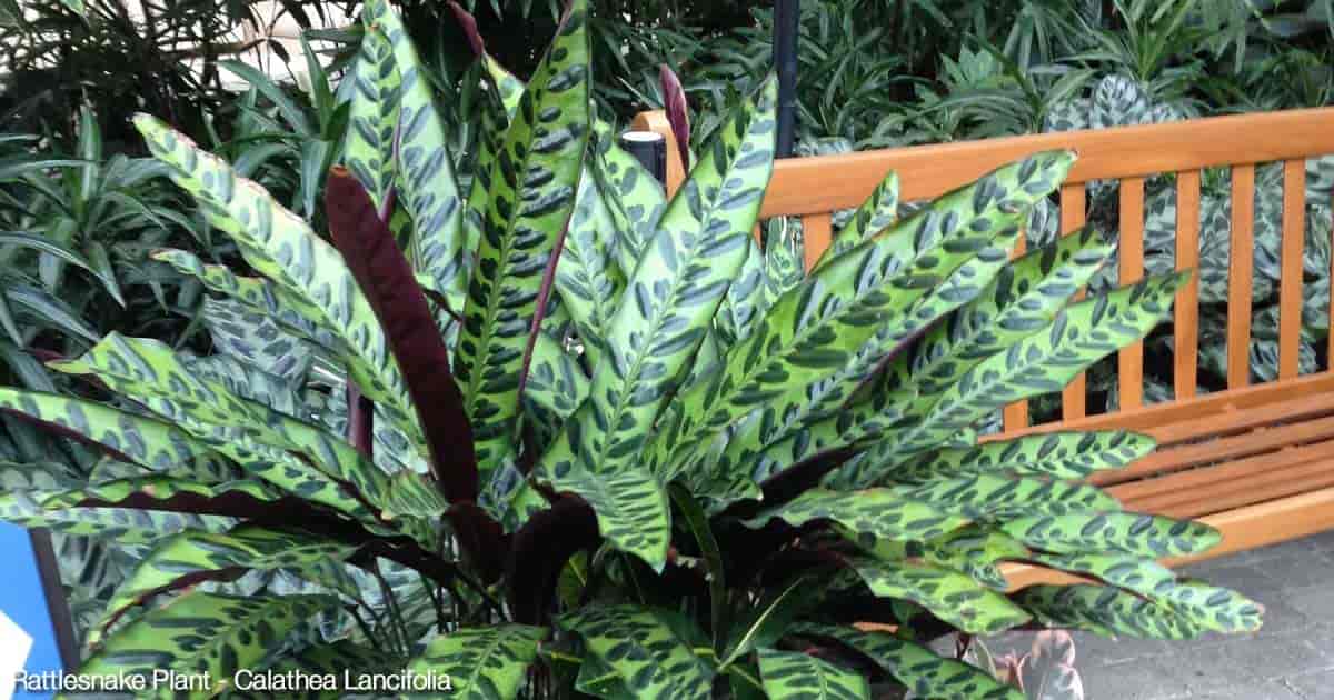 Plantă de șarpe cu clopoței în ghiveci (Calathea lancifolia) Gaylord Palms Hotel Orlando, Florida