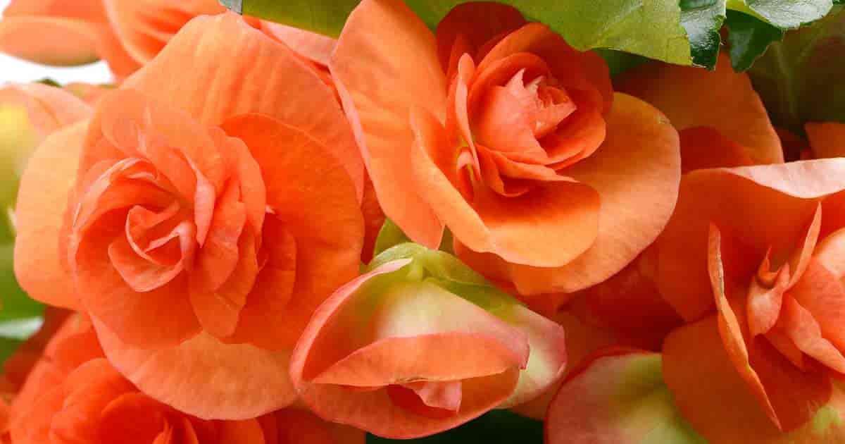 Close up of orange flowers of Rieger begonia ' s