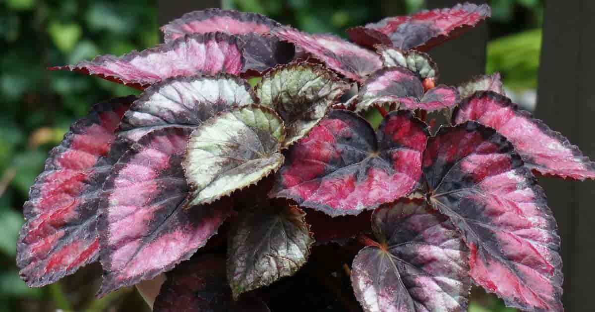 begonia leaf