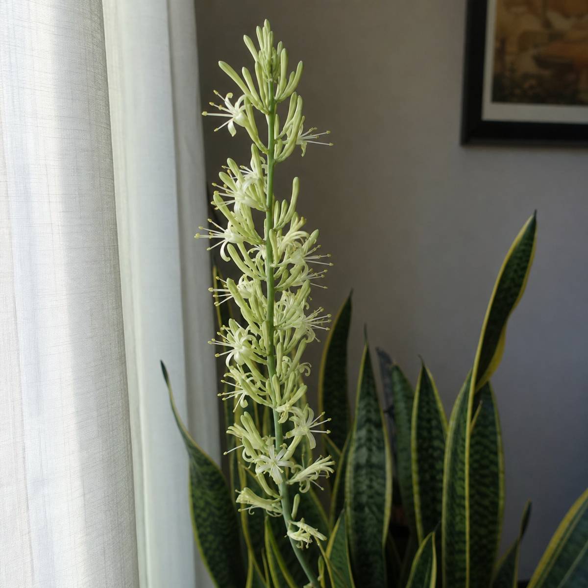 A tall snake plant flower spike with clusters of pale green-white blooms rises above striped foliage beside a sheer curtain indoors.