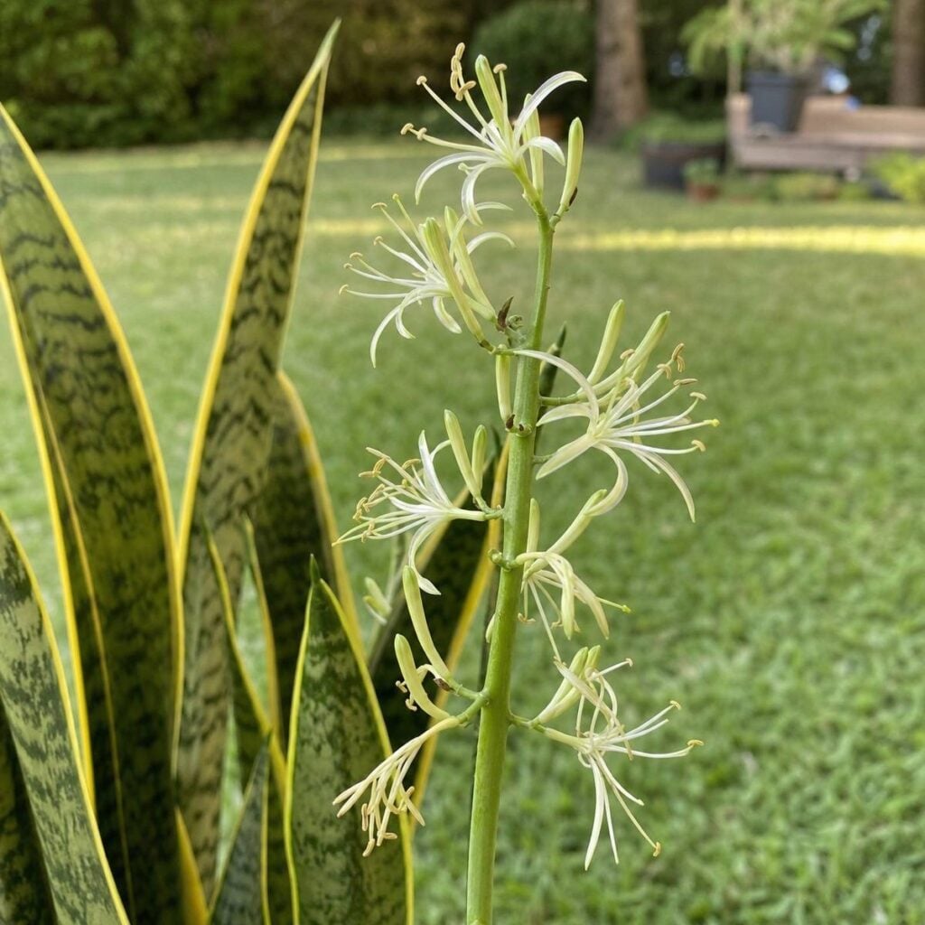 A tall green flower stalk with clusters of thin white spidery blooms rises beside variegated snake plant leaves in a sunny, blurred lawn setting.
