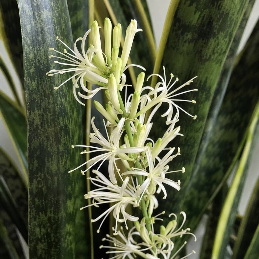 A tall green flower spike with clusters of slender, star-shaped creamy white blossoms rises among mottled dark green snake plant leaves.