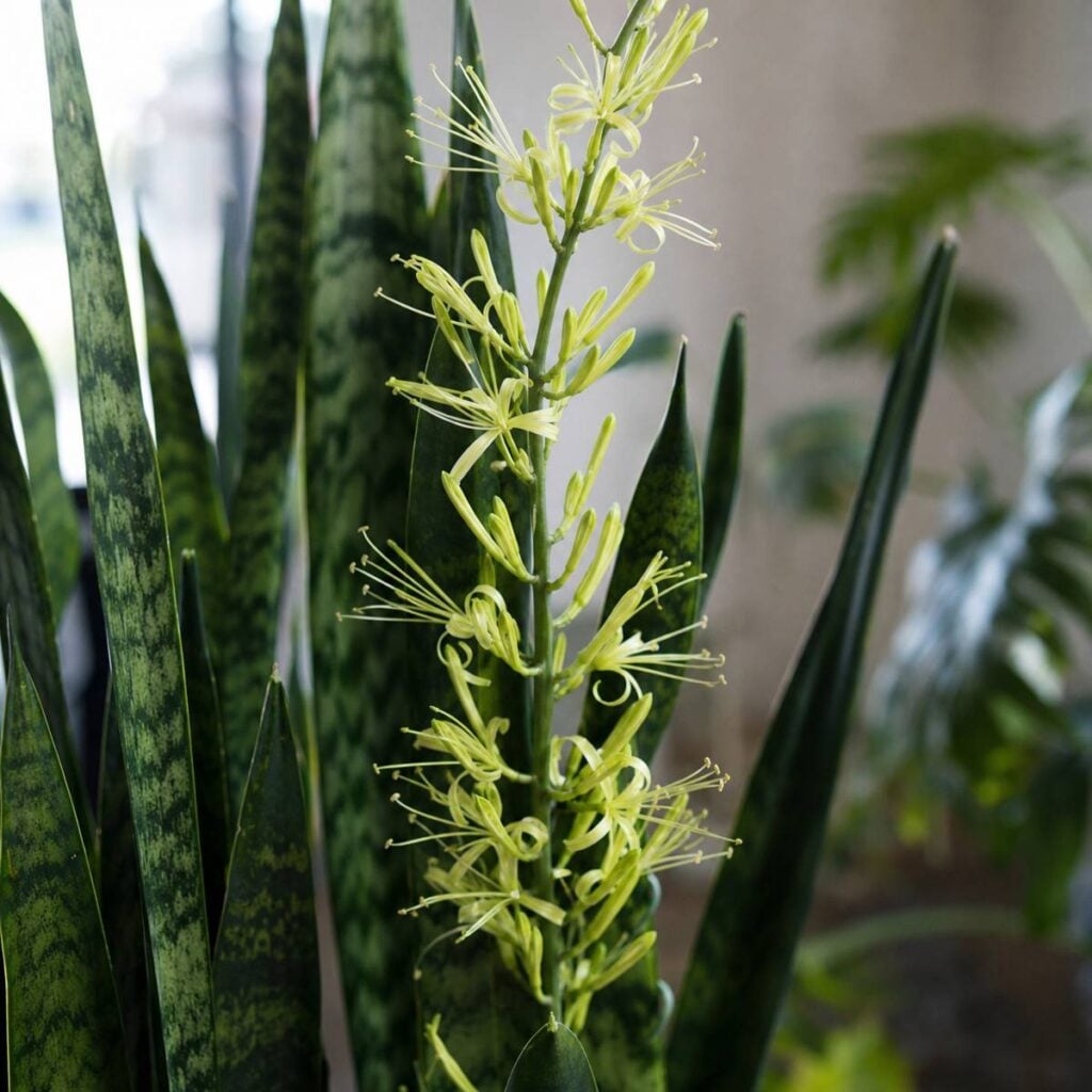 A slender upright flower stalk with clustered pale yellow-green blossoms rises among tall mottled dark green snake plant leaves indoors.