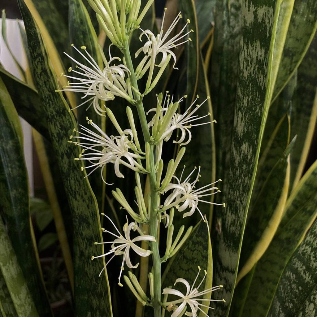 Delicate white spidery blooms cluster along a tall green flower spike surrounded by patterned, upright snake plant leaves indoors.
