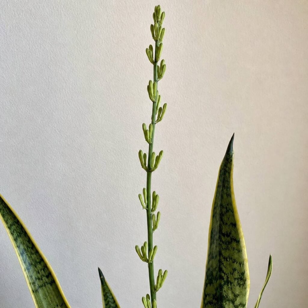 A slender snake plant flower stalk lined with clusters of unopened green buds rises beside pointed variegated leaves against a plain pale wall.