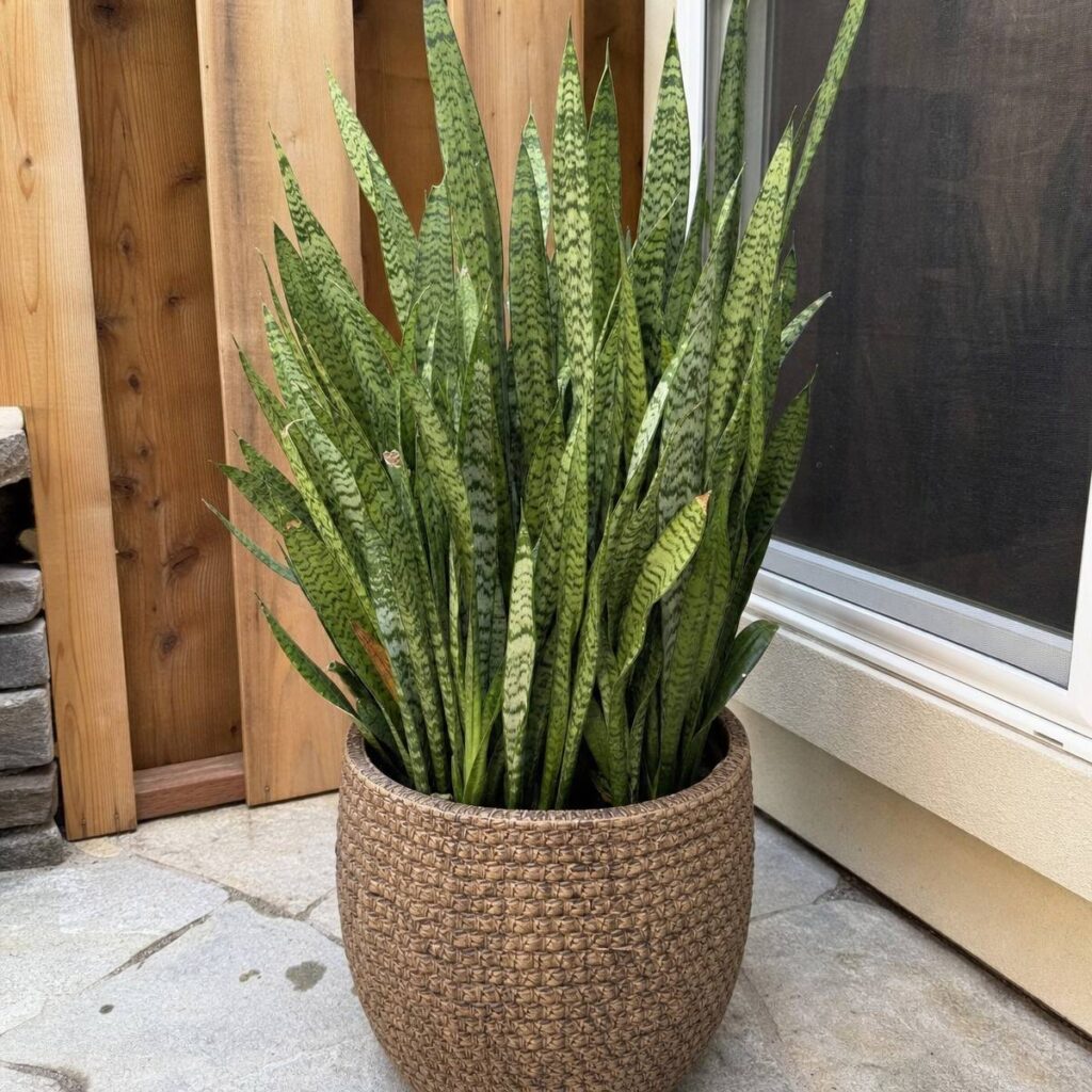 A dense cluster of upright mottled green snake plant leaves grows tightly packed in a woven basket-style pot on a stone patio beside a wooden fence.