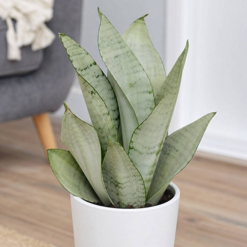 A pale silvery-green Moonshine snake plant with broad upright pointed leaves grows from a white cylindrical pot on a wooden floor beside a gray armchair.