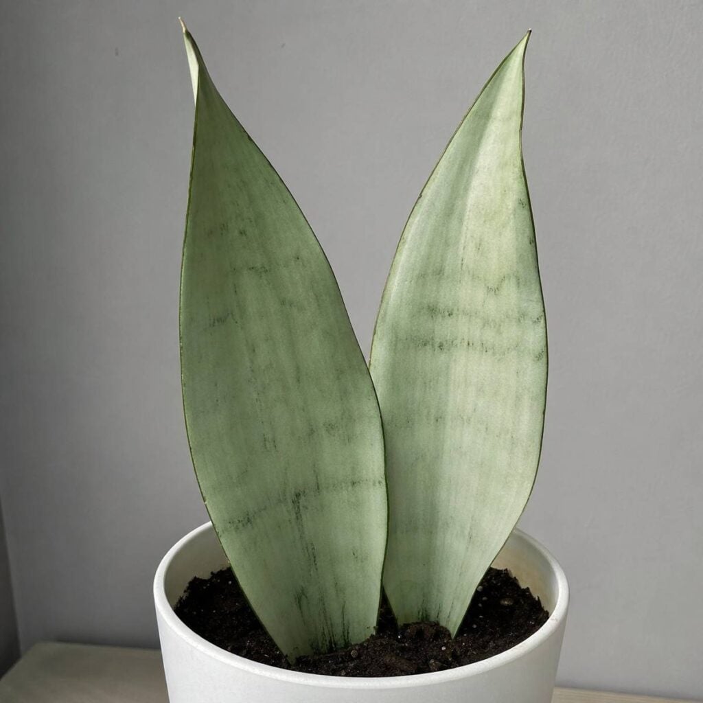 Two broad, pointed silvery-green Sansevieria Moonshine leaves rise upright from dark soil in a round white pot against a plain gray wall.