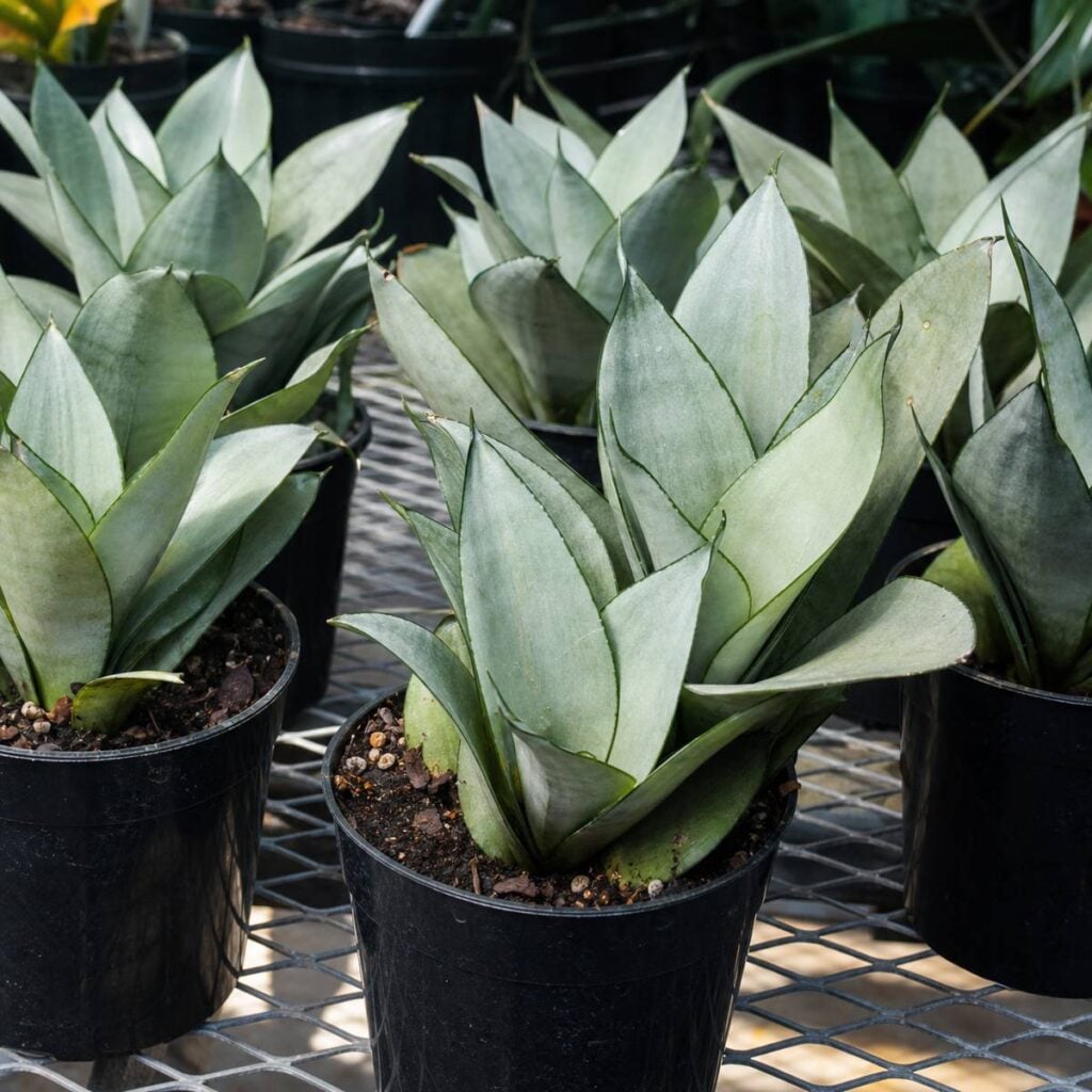 Several pale silvery-green Moonshine snake plants with broad pointed leaves grow in black nursery pots arranged on a metal greenhouse bench.