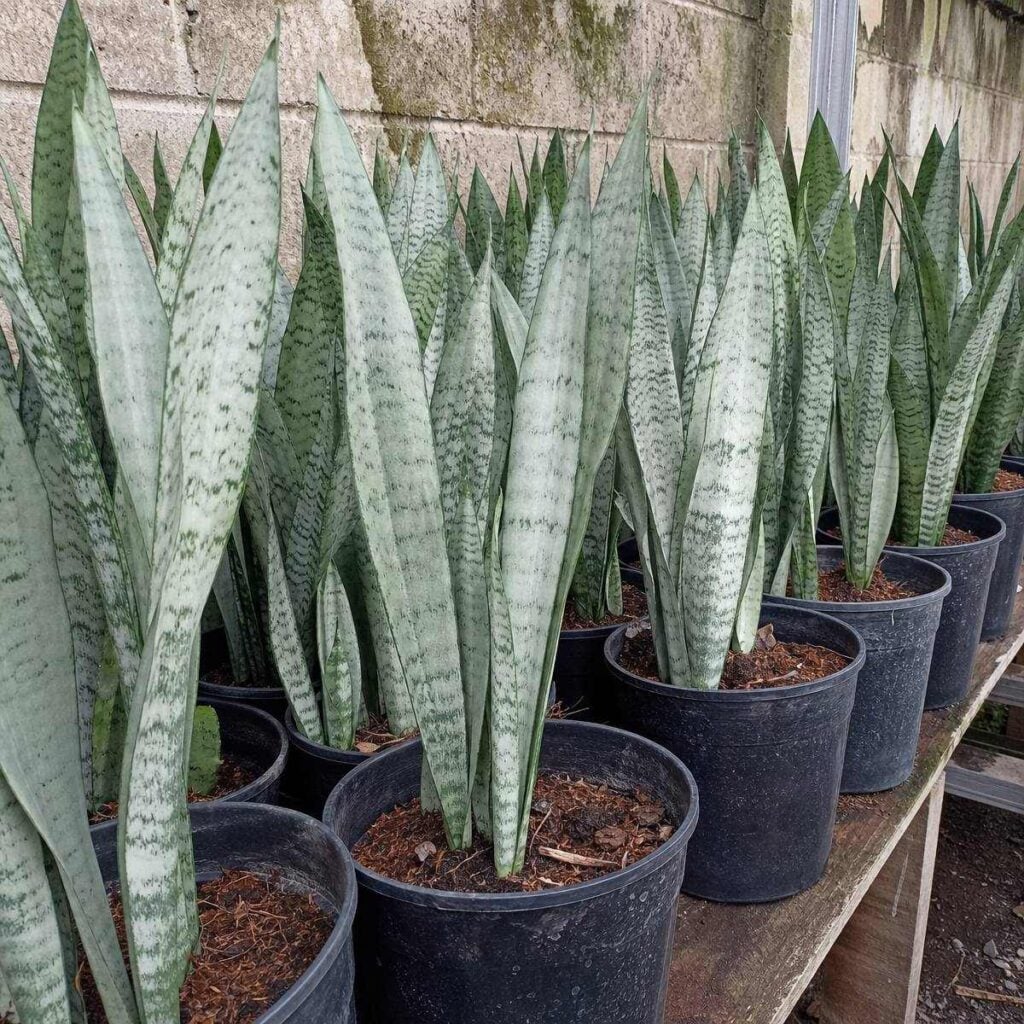 Silvery-green Moonshine snake plants with mottled upright leaves fill black nursery pots lined on a wooden bench beside a stone wall.