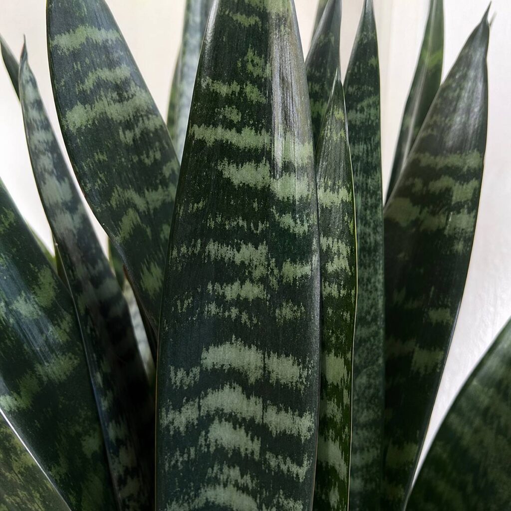 Several stiff, sword-shaped dark green snake plant leaves with wavy silvery-grey horizontal bands fill the frame against a soft pale background.