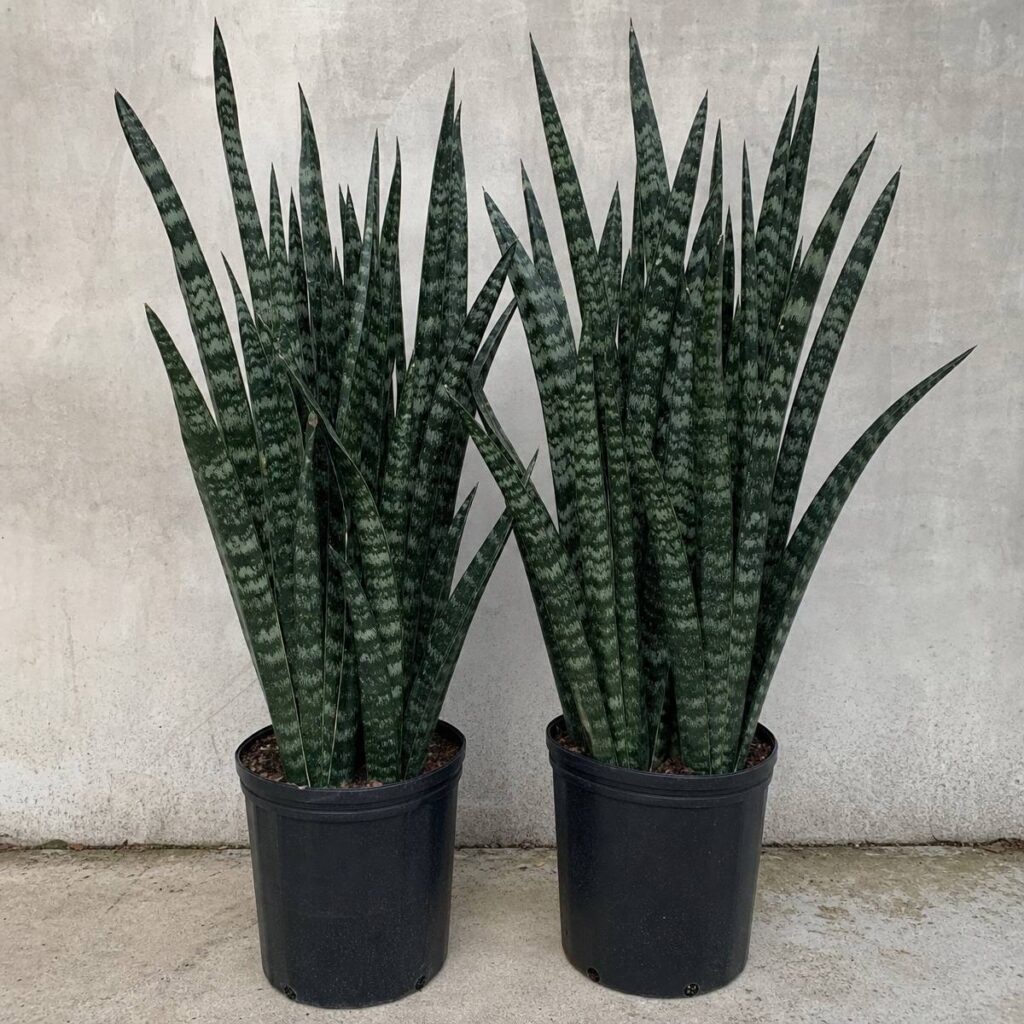 Two tall, dense Black Coral snake plants with dark green silvery-banded sword leaves stand in black nursery pots against a plain concrete wall and floor.