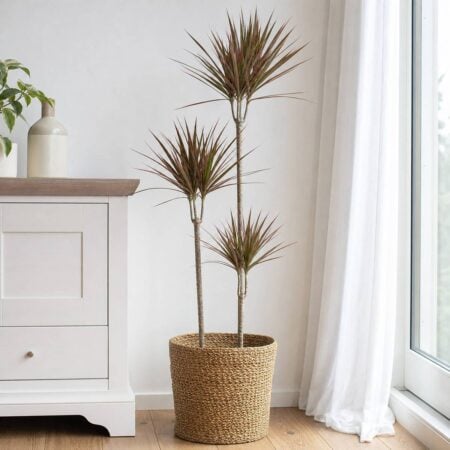 A dragon tree with three slender gray canes of different heights, each topped with spiky red-edged leaves, stands in a woven basket beside a sunlit curtained window.