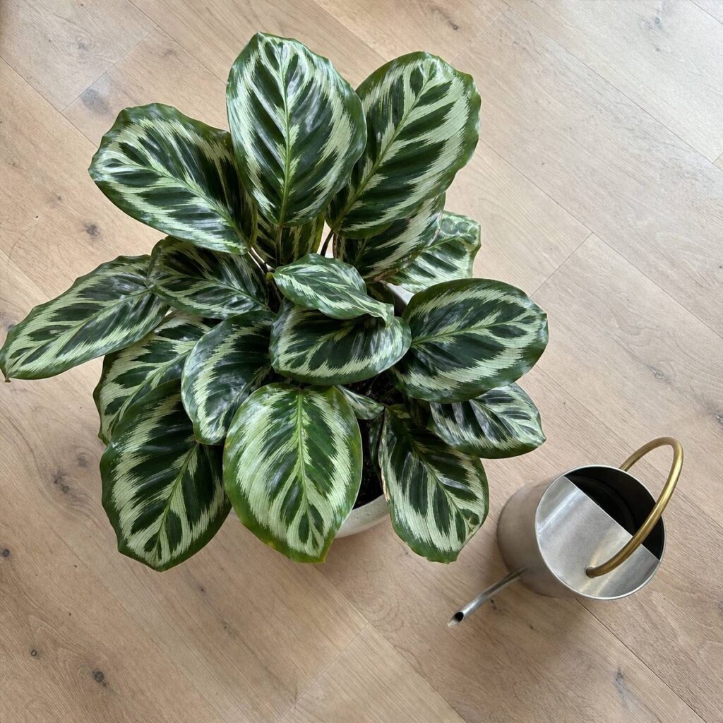 A top-down view shows a striped calathea plant in a white pot beside a small metal watering can on a light wooden floor.