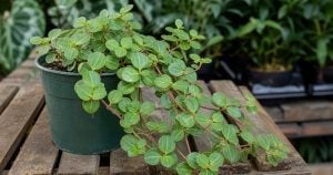 Peperomia Hope Growing And Care Information [DETAILS]