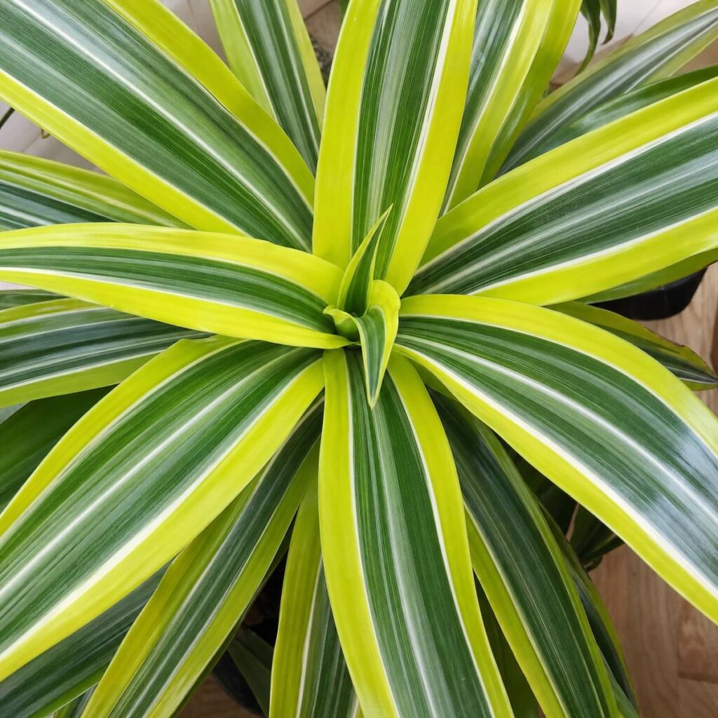 Overhead view of a Lemon Lime dracaena rosette showing sword-shaped leaves radiating outward with lime-green margins and dark green center stripes.