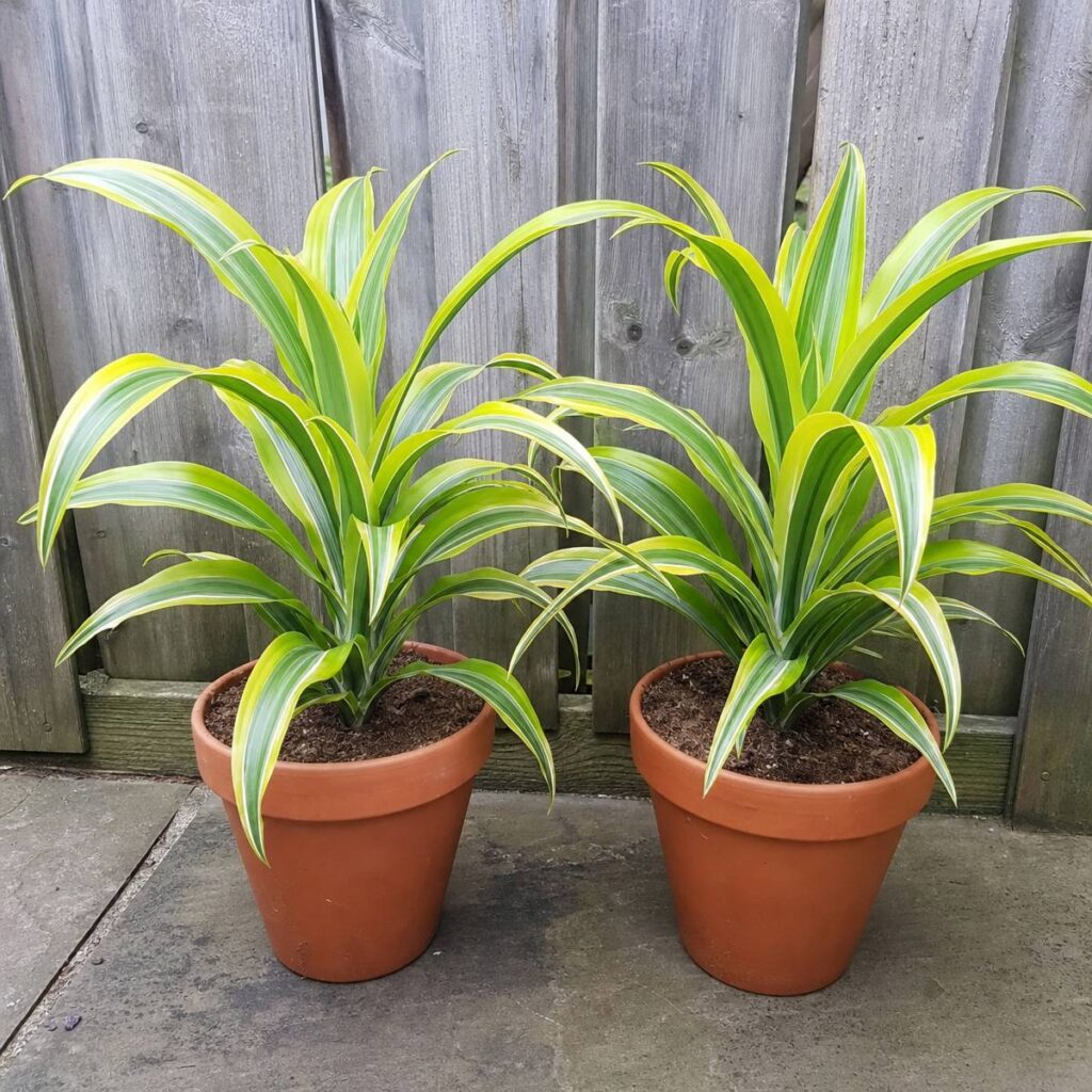 Two terracotta pots hold matching Lemon Lime dracaena plants with arching chartreuse and green striped leaves, set on a shaded patio against a weathered gray fence.
