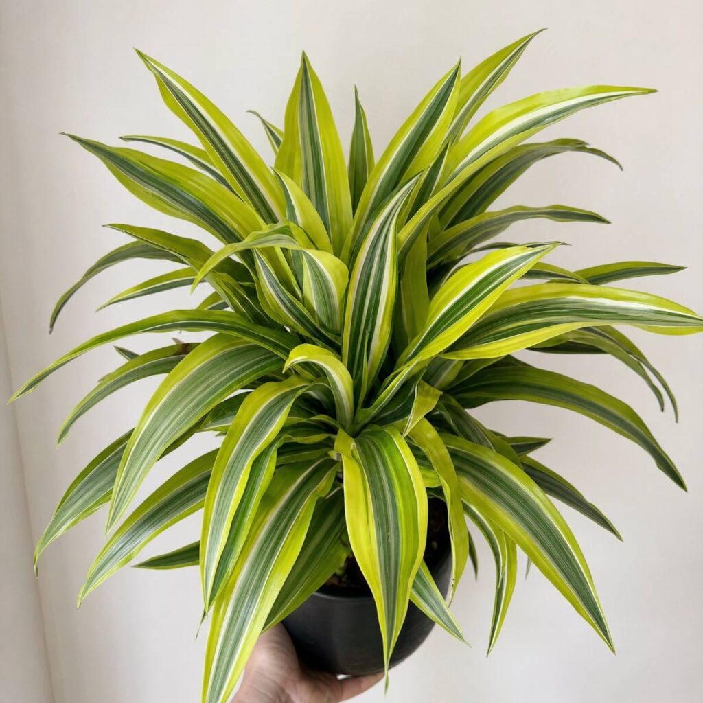 A bushy Lemon Lime dracaena with striped lime-yellow, green and cream leaves radiates outward in a black pot, a hand supporting it against a plain white wall.