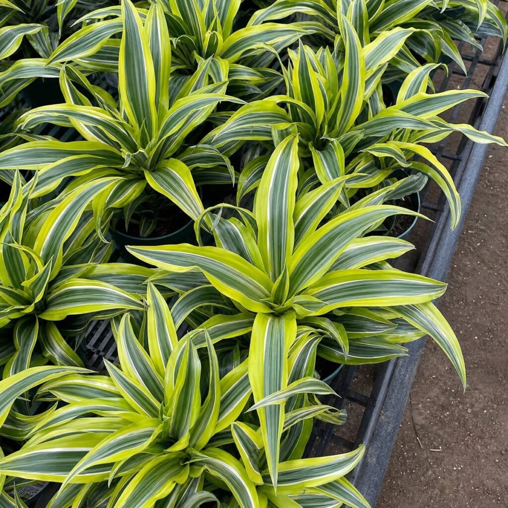 Overhead view of potted Lemon Lime dracaena plants on a greenhouse bench, their chartreuse and green striped sword leaves overlapping densely together.