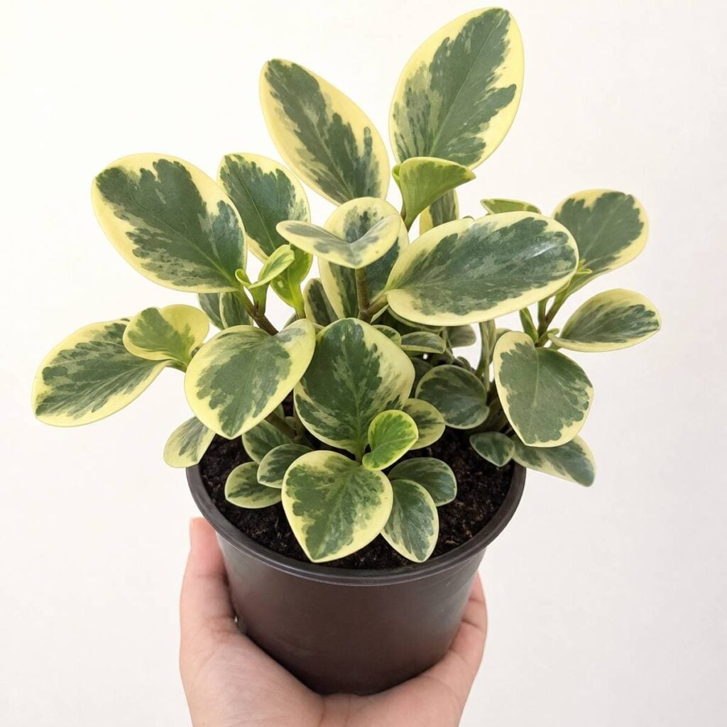A hand holds a dark brown pot containing a bushy variegated peperomia with thick, glossy, cream-and-green marbled leaves against a plain white background.