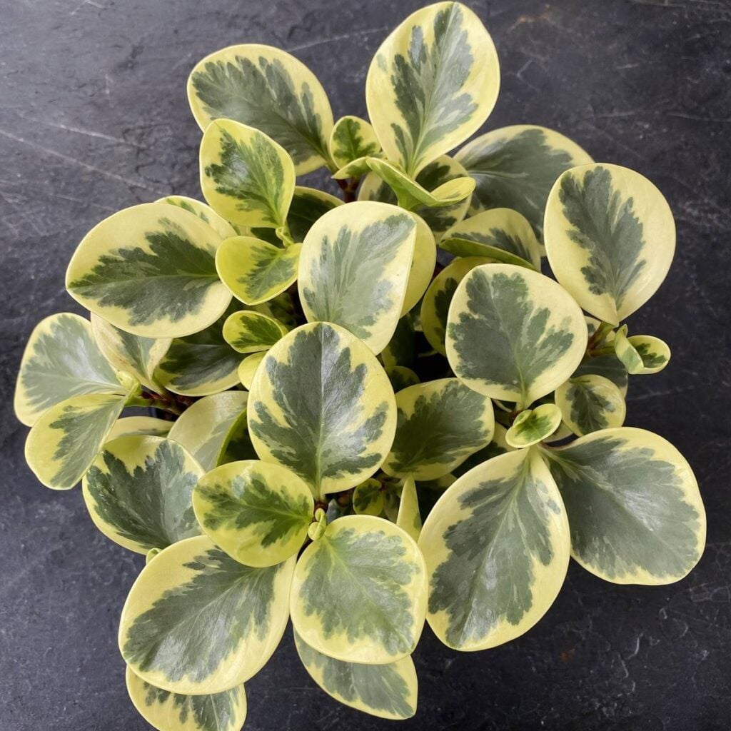 A top-down view of a variegated peperomia plant with glossy, cream-edged, marbled green leaves arranged on a dark slate surface.