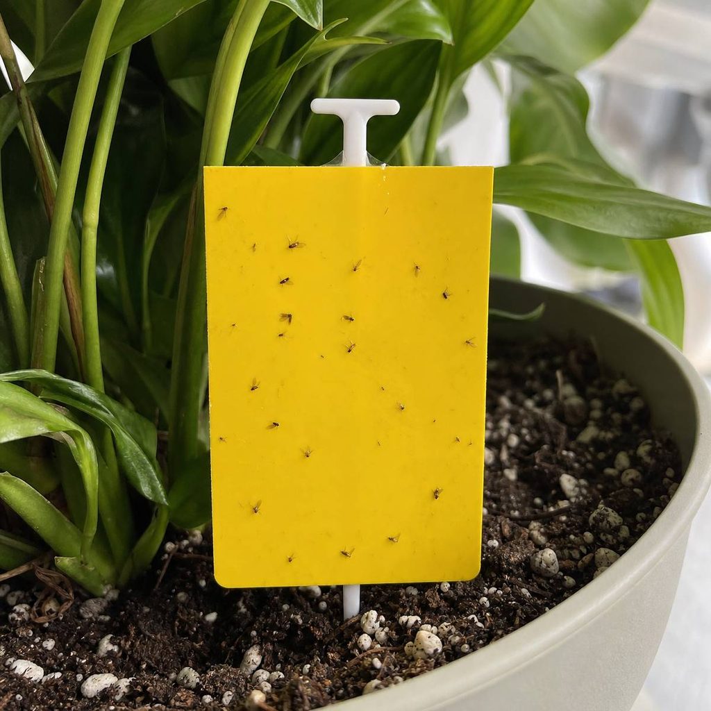 A yellow sticky trap on a plastic stake stands in potted soil beside leafy houseplants, its surface covered with numerous tiny gnats caught fast.