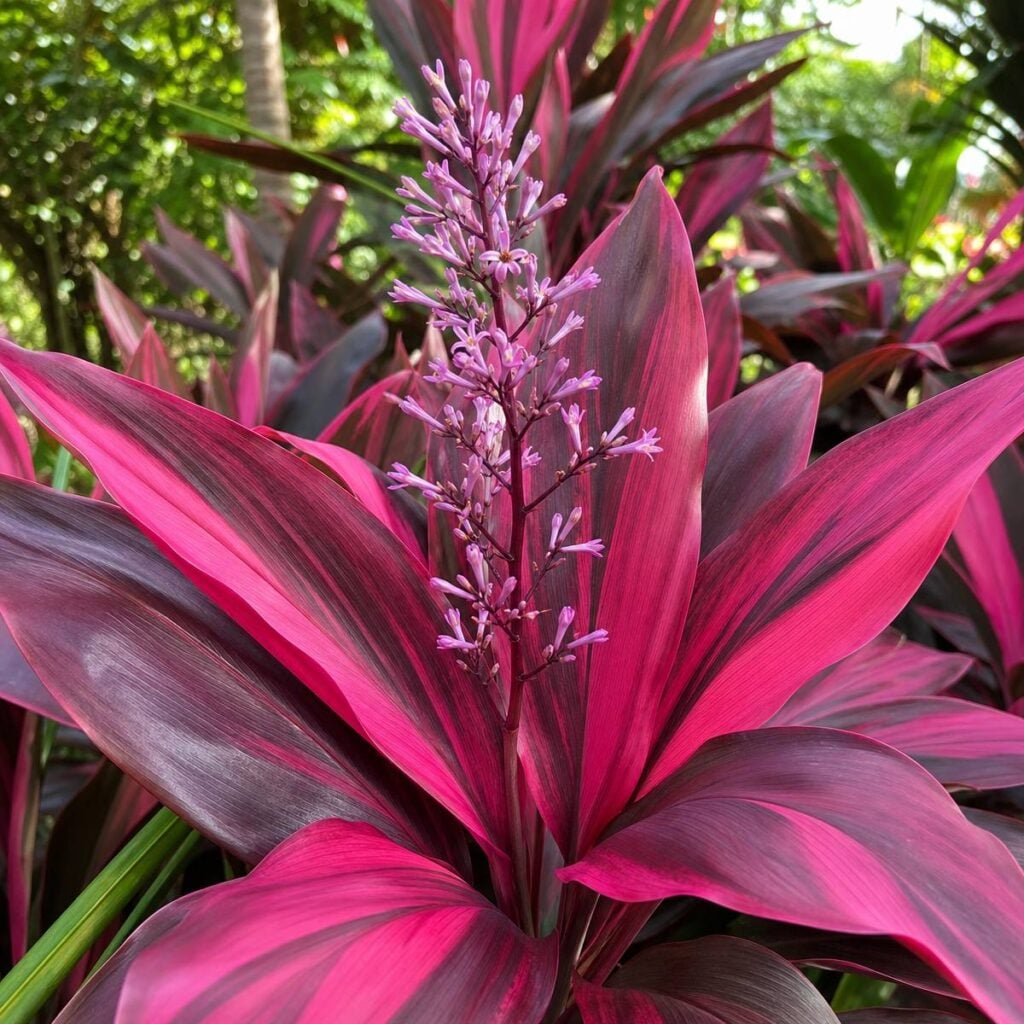 A ti plant with magenta and burgundy lance-shaped leaves showcases a central spike of small lavender-pink tubular flowers in a sunlit tropical garden.