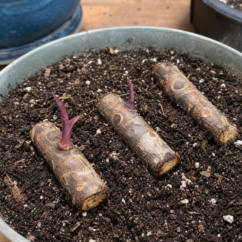 Three woody ti plant cane cuttings lie half-buried in dark potting mix in a round pot, two sprouting small purple-pink shoots.