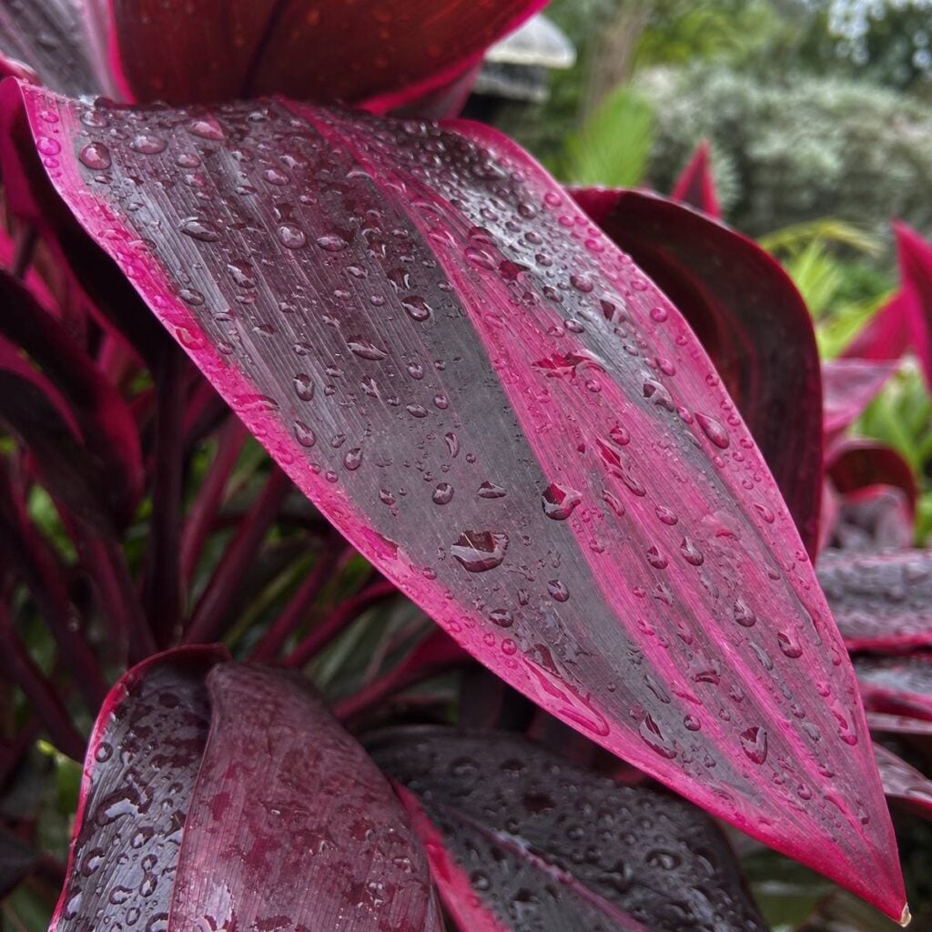 A raindrop-covered deep burgundy-pink ti plant leaf dominates the frame, with blurred reddish-purple foliage and greenery visible behind it outdoors.