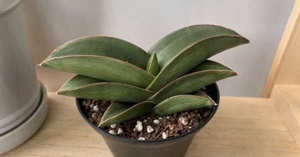 A compact Sansevieria Samurai with thick, boat-shaped grey-green leaves in a fan arrangement sits potted on a light wooden shelf indoors.