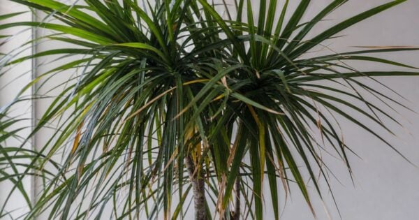 A close-up of a dragon tree's crown shows narrow green leaves radiating from slender stems, with some lower leaves yellowing and tips browning indoors.