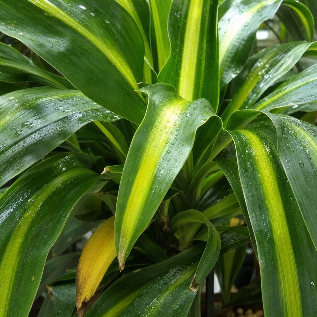 Water droplets bead on dense, arching lime-striped green dracaena leaves, with one lower leaf fully yellowed and a few tips turning brown.