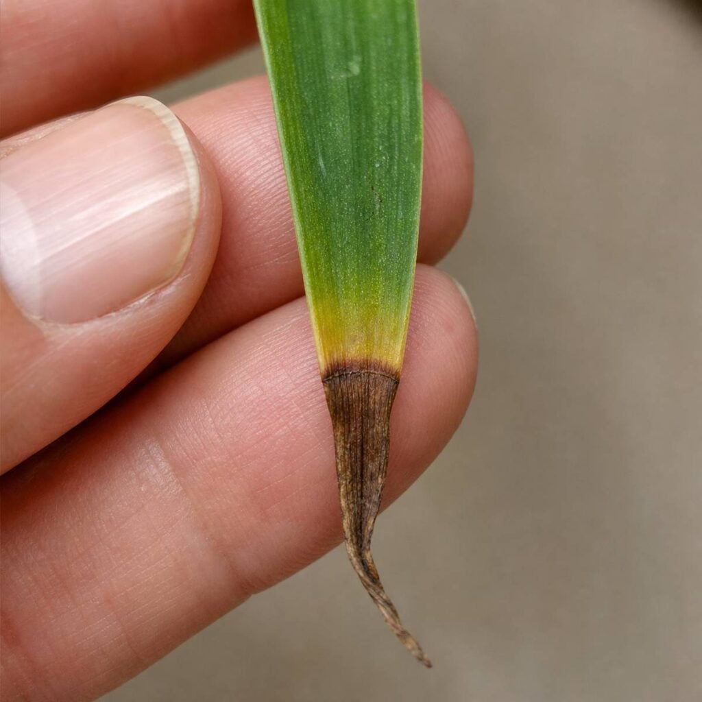 A close-up of fingers holding a narrow green leaf that fades to yellow and ends in a dry, curled brown tip, set against a blurred background.
