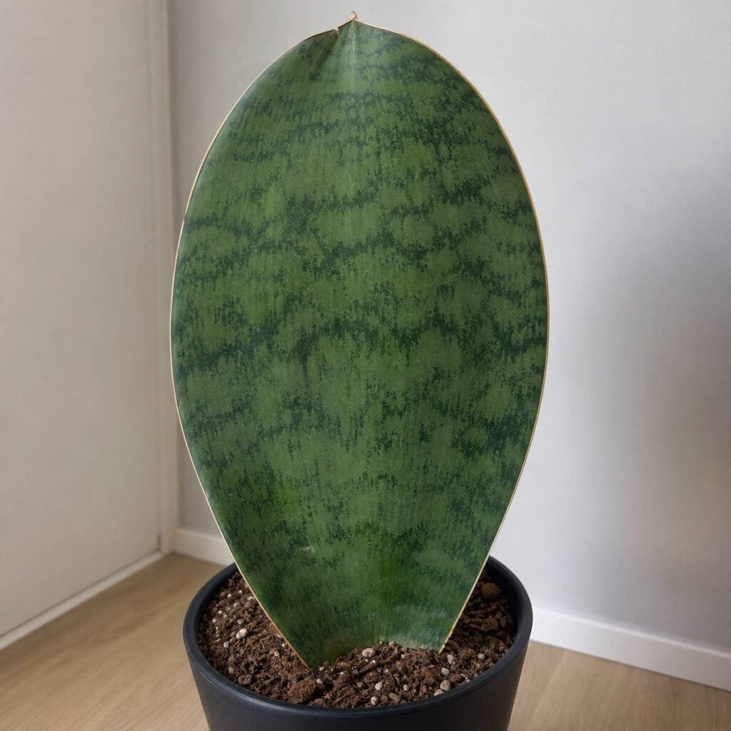 A single wide paddle-shaped whale fin sansevieria leaf with mottled dark green patterning grows upright from chunky soil in a black pot indoors.