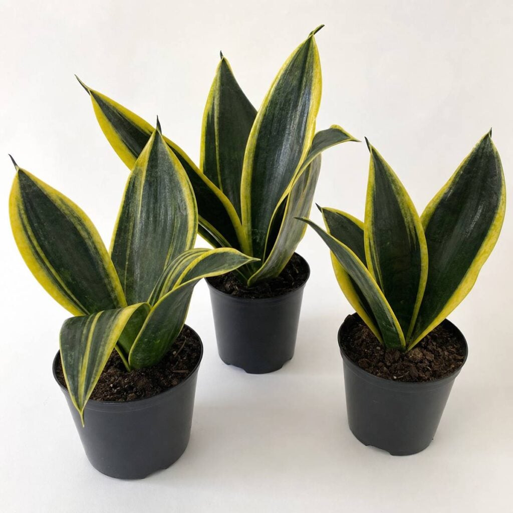 Three whale fin snake plants with broad, pointed dark green leaves edged in yellow stand in black plastic pots against a white backdrop.