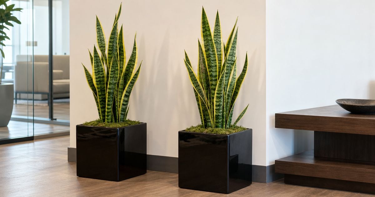 Two tall yellow-edged snake plants stand in black moss-topped square planters against a pale wall in a modern office lobby.
