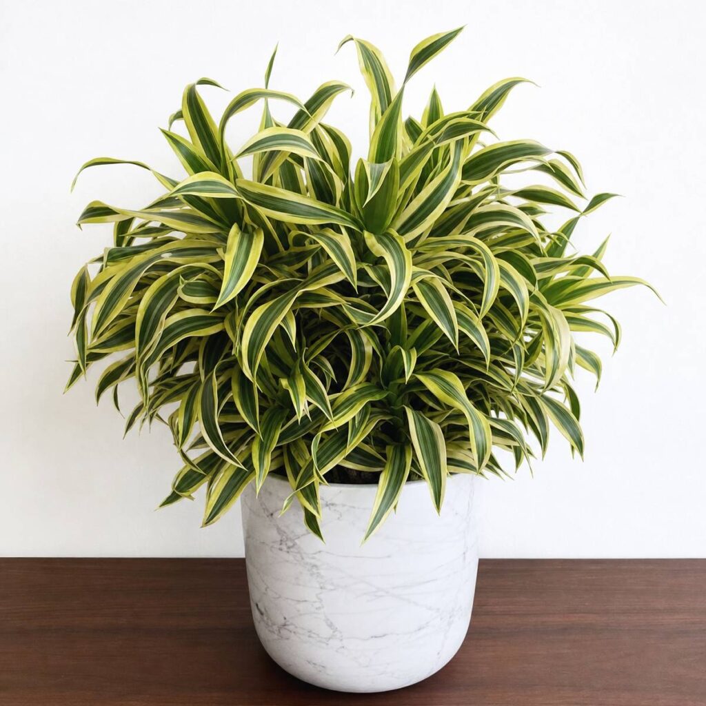 A bushy variegated dracaena with narrow green and yellow striped leaves fills a marble-patterned ceramic pot on a dark wood surface.