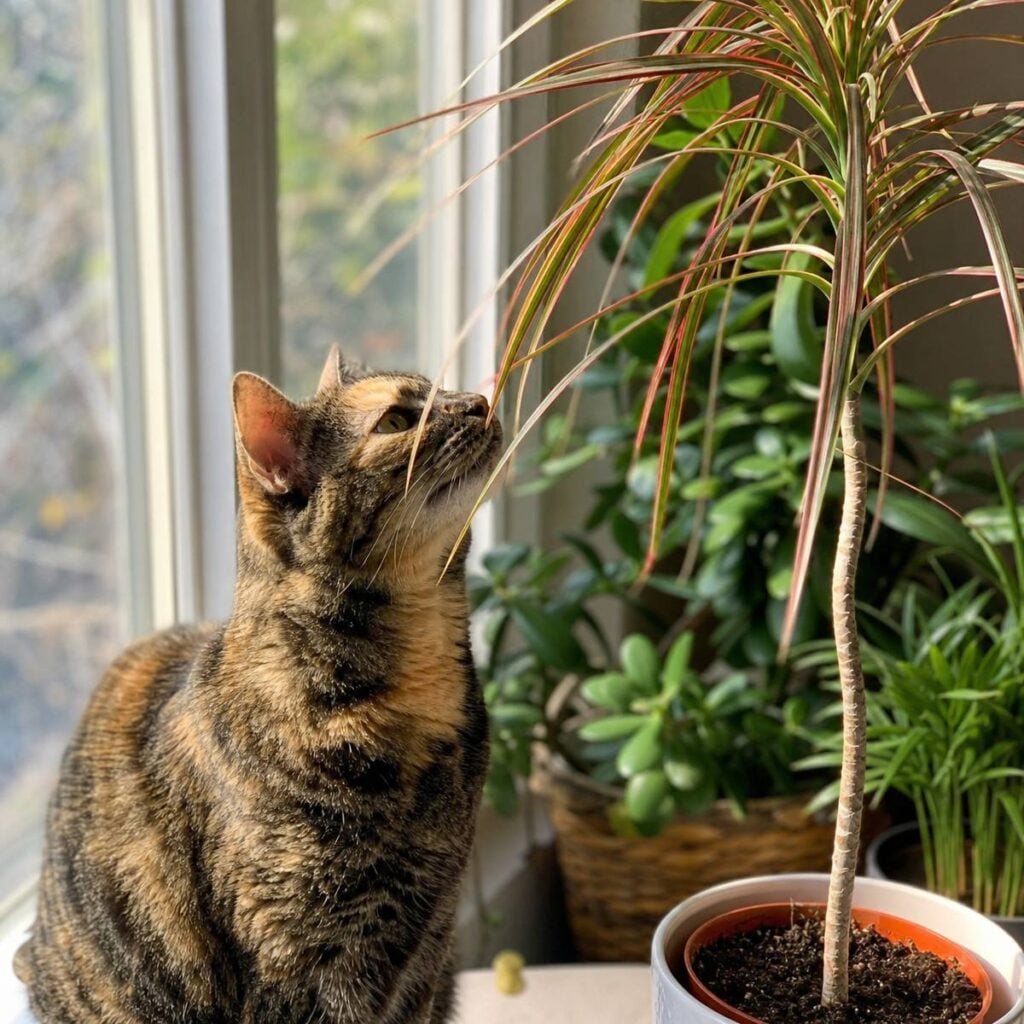 A tabby cat sits on a sunlit windowsill sniffing the slender, red-edged leaves of a potted dracaena, with blurred houseplants in the background.
