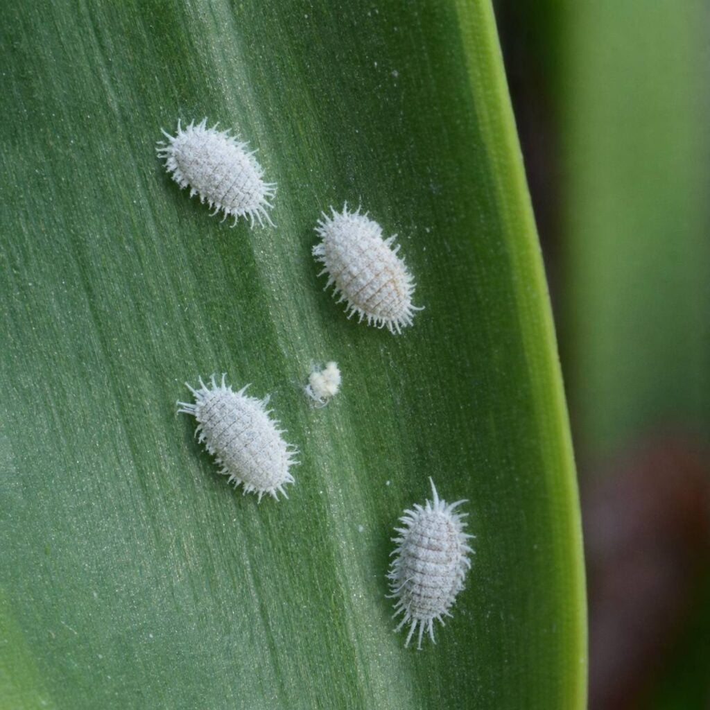 Four white, cottony mealybugs with waxy filaments cluster on a smooth green dracaena leaf beside a small fluffy white speck.