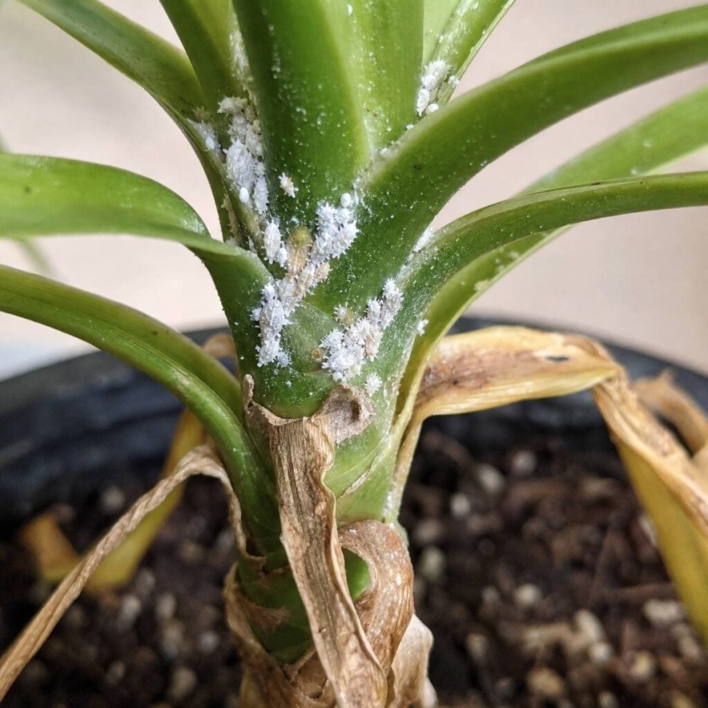 White cottony mealybug clusters infest a potted dracaena's stem base, where green leaves meet, while several lower leaves have yellowed and dried brown.