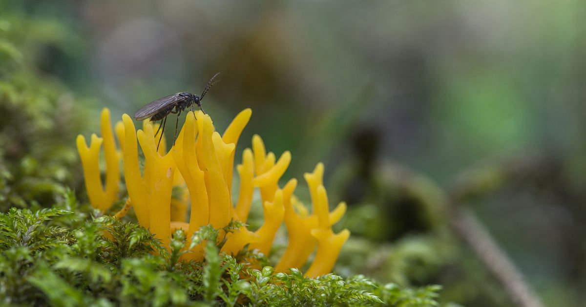 A small dark gnat perches on a cluster of bright yellow coral-shaped fungus growing in green moss.