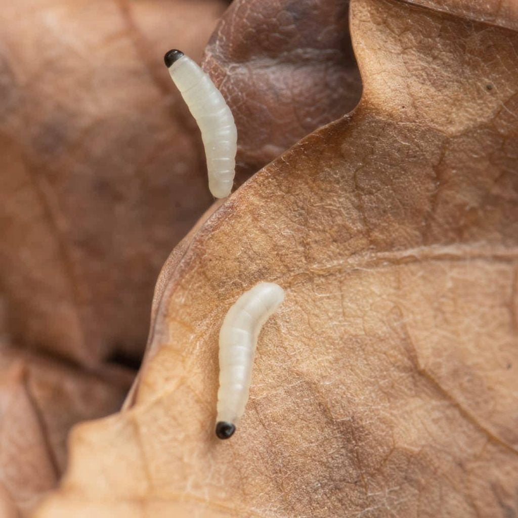 Two white larvae with dark heads crawl across brown decomposing wood or soil in a garden setting.