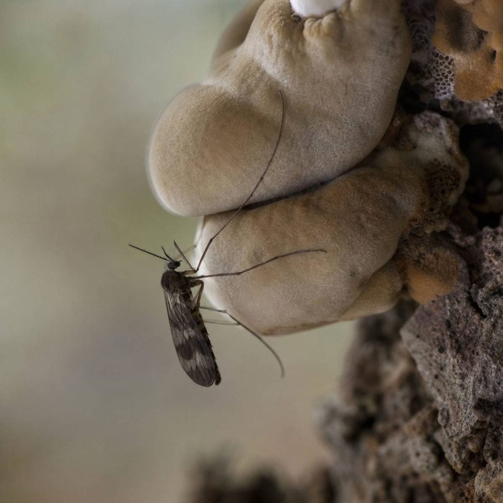 A small dark insect with long antennae lands on pale mushroom caps growing from rough bark or wood.