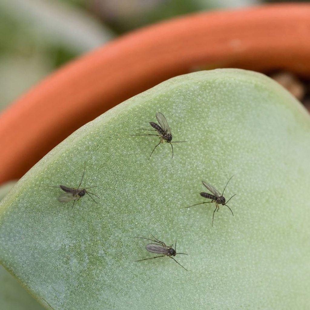 Four tiny dark gnats rest on a pale green succulent leaf beside the blurred orange rim of a terracotta pot.